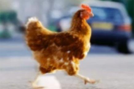 Netherlands - chicken road game